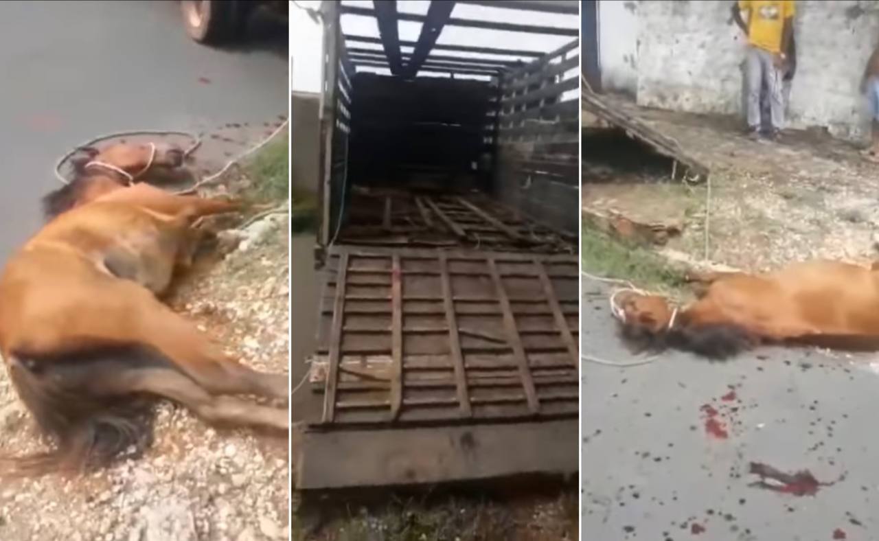Vídeo] Moradores fazem apelo para Zoonoses recolher cavalo morto