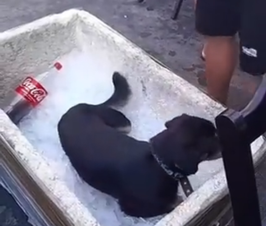 Cachorro viraliza ao entrar em isopor com gelo para suportar calor
