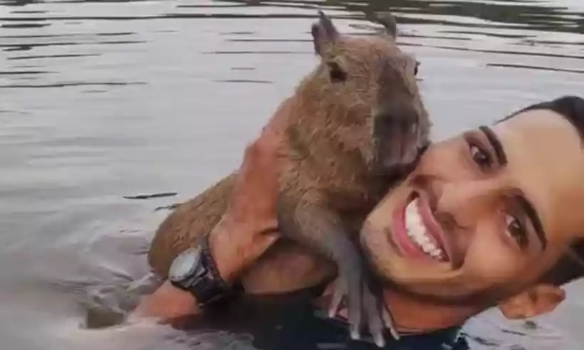 Capivara de pote : r/farialimabets