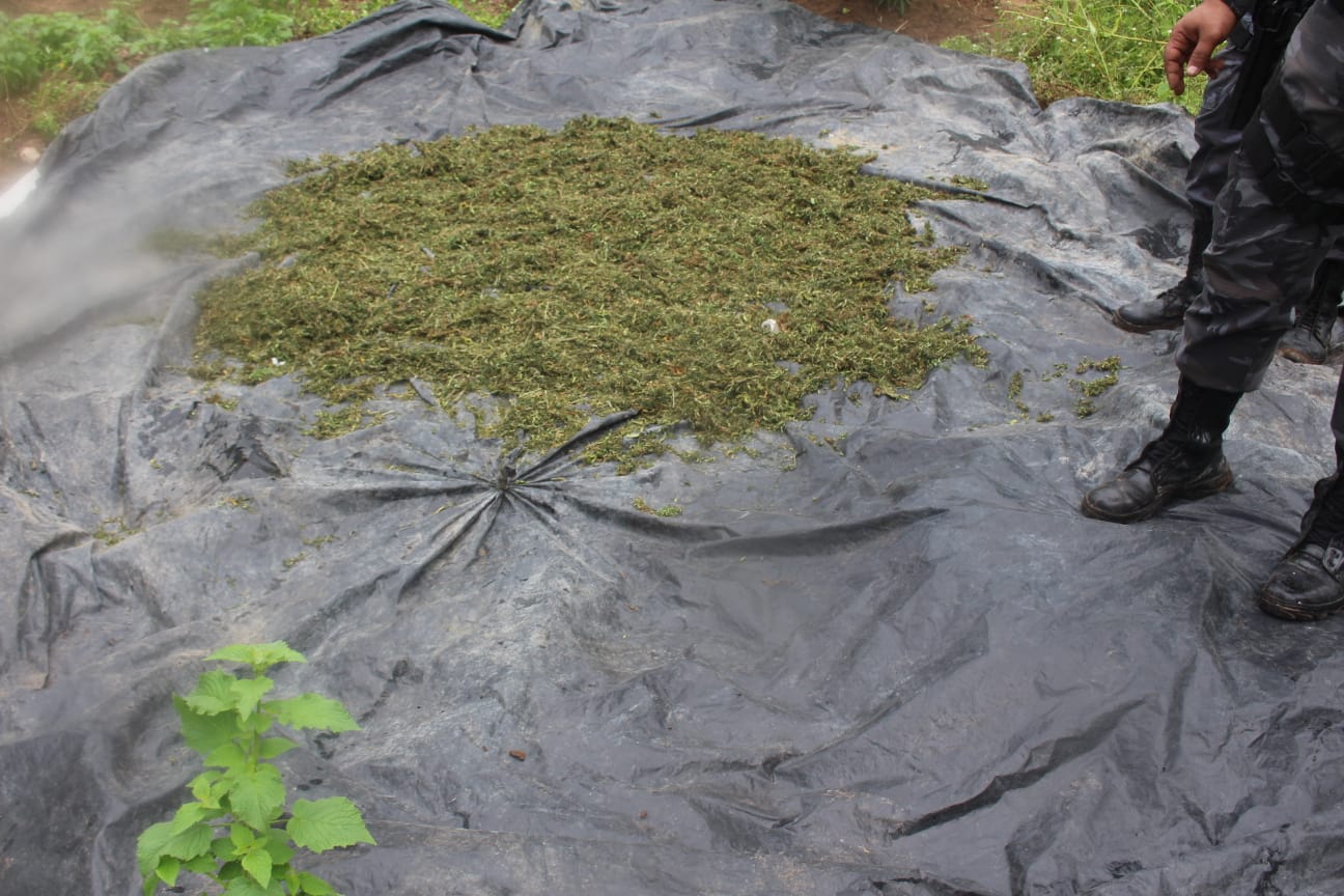 PM localiza plantação de aproximadamente 100 mil pés de maconha no