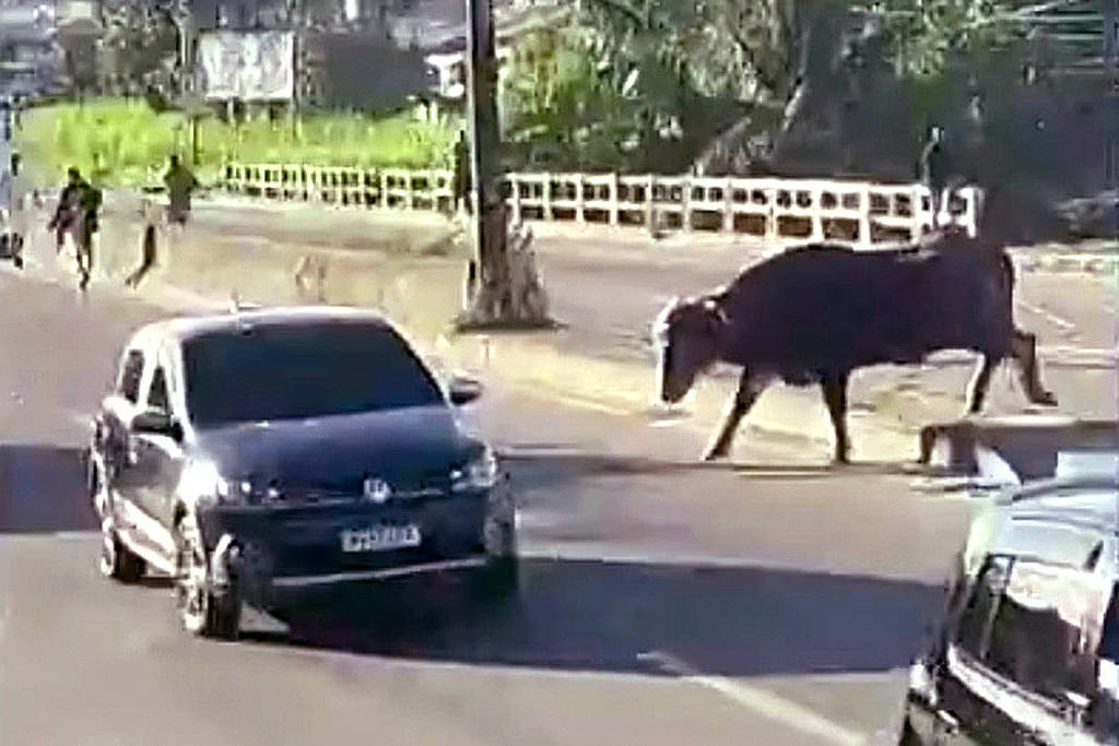 Búfalo ataca carros e atrapalha trânsito em São Gonçalo (RJ)