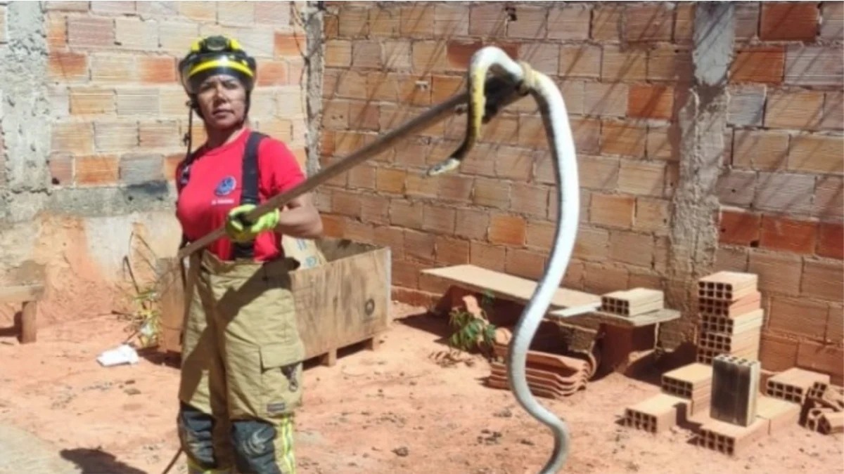 Cobra da espécie jararaca foi capturada em residência em Minas Gerais