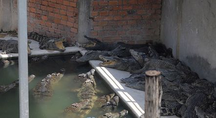 Fazenda de criação de crocodilos na cidade de Siem Reap, no Camboja