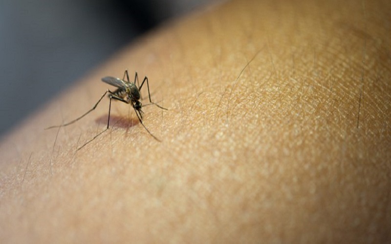 Aedes aegypti, mosquito transmissor da dengue, zika e chikungunya