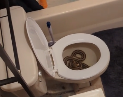 Mulher distraída urina sobre cobra escondida em vaso sanitário