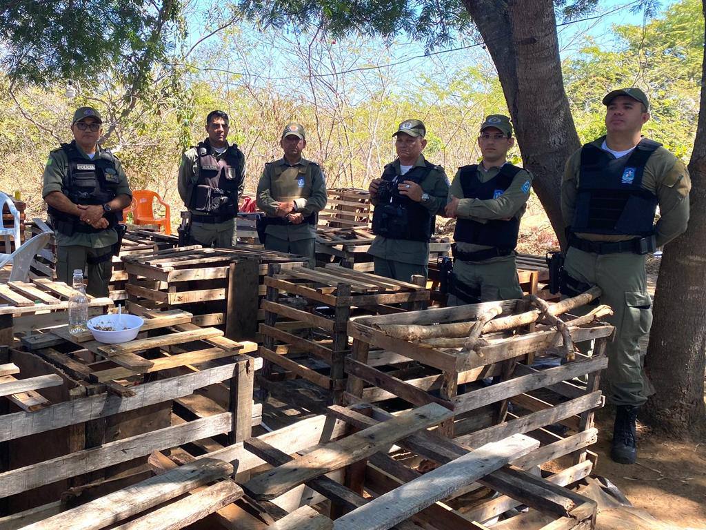 Polícia Militar desarticula campeonato de briga de galos após denúncia no interior do Piauí