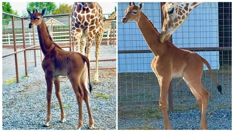 Girafa deve estar na lista de animais em extinção dos EUA, diz pedido