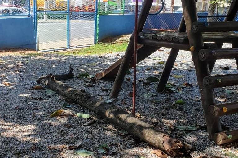 Aluna de 5 anos morre após ser atingida por tronco em escola de São Bernardo do Campo (SP)