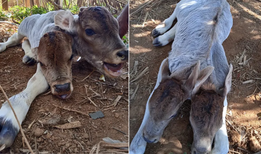 Bezerra nasce com duas cabeças no interior da Bahia