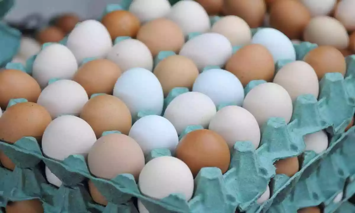 Em 2012, a produção de ovos de galinha foi de 14,8 milhões de dúzias, enquanto em 2022 essa produção atingiu 28,2 milhões de dúzias de ovos, um crescimento da ordem de cerca de 90% no período de dez anos, o oitavo maior incremento na produção dentre os estados do país e o quarto maior da região Nordeste. São informações divulgadas pela pesquisa da Pecuária Municipal (PPM) do IBGE.            Apesa