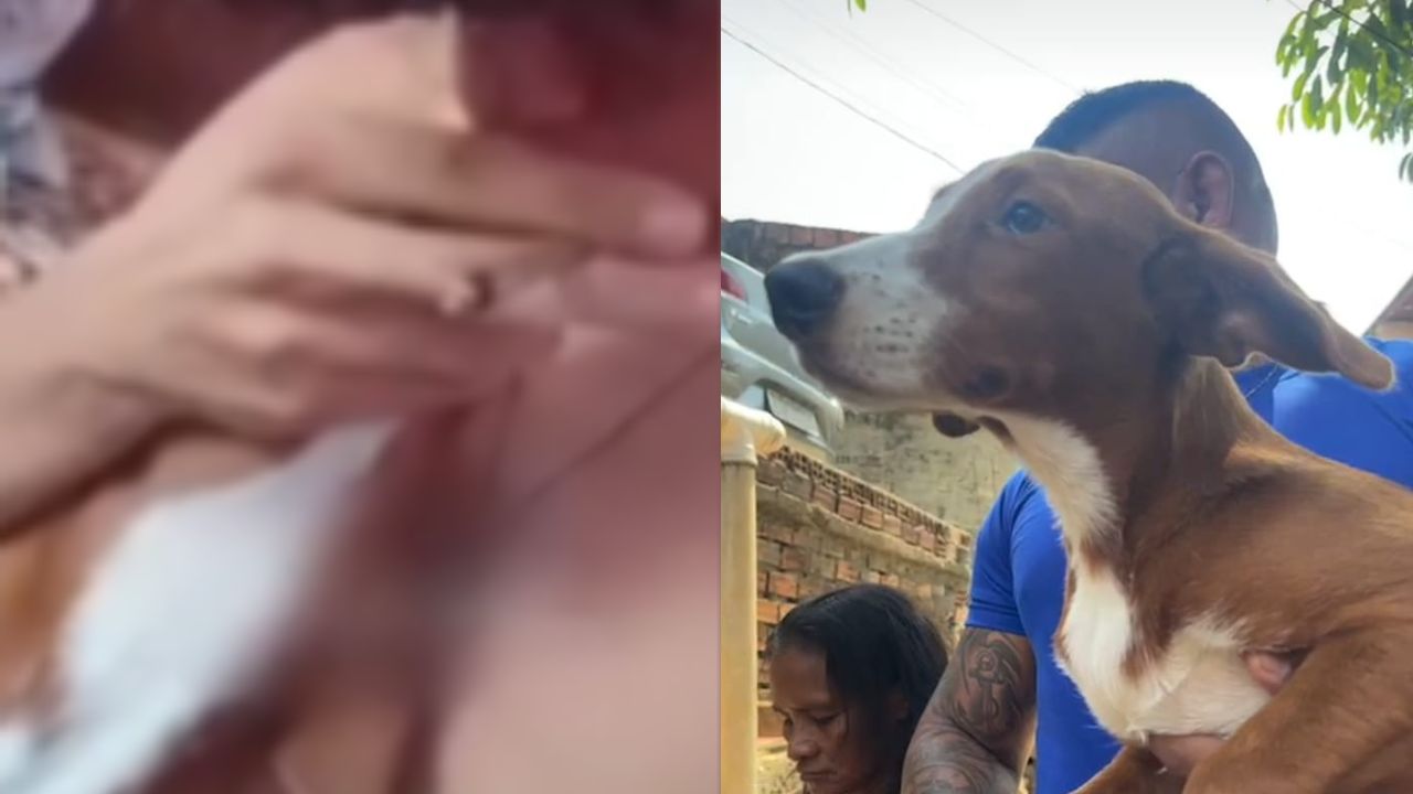 Homem gravado dando maconha para cão no AM é preso; animal foi resgatado
