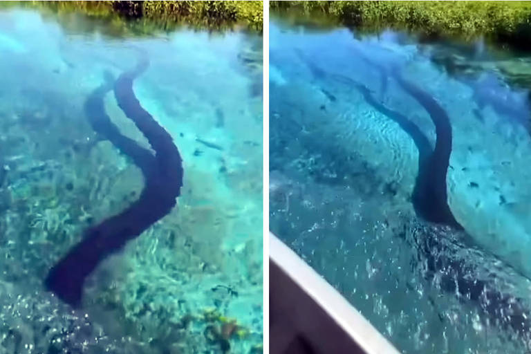 Sucuri gigante surpreende turistas em MS
