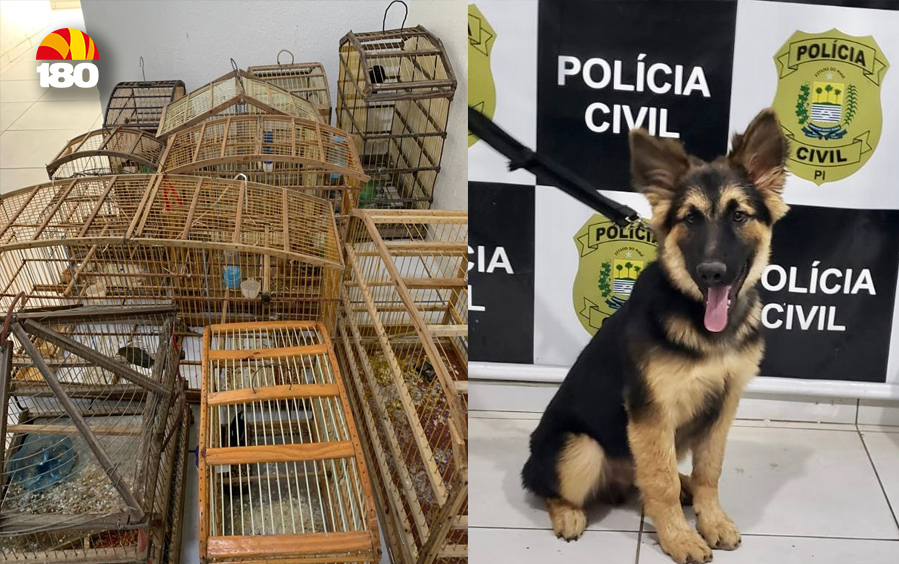 Suspeito é preso em Oeiras com drogas, objetos roubados e filhote de cachorro