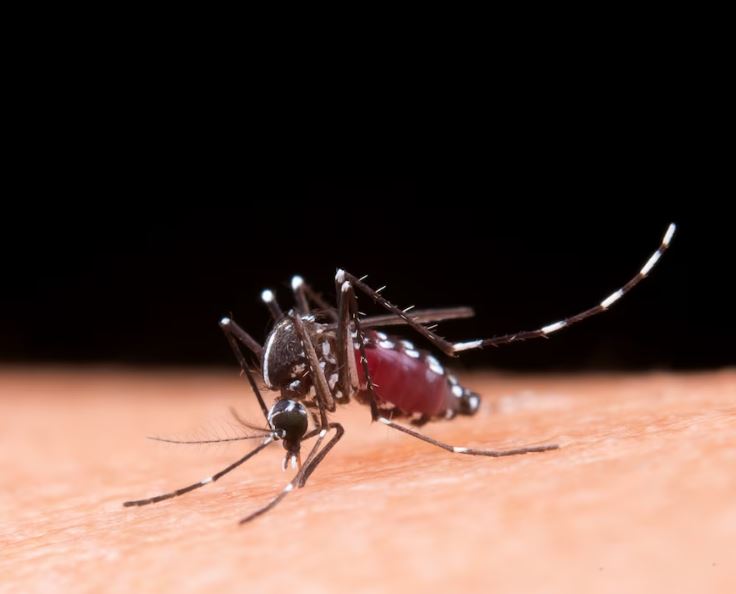 dengue