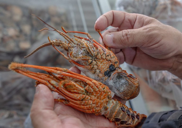 Governo publica novas regras para a pesca de lagostas