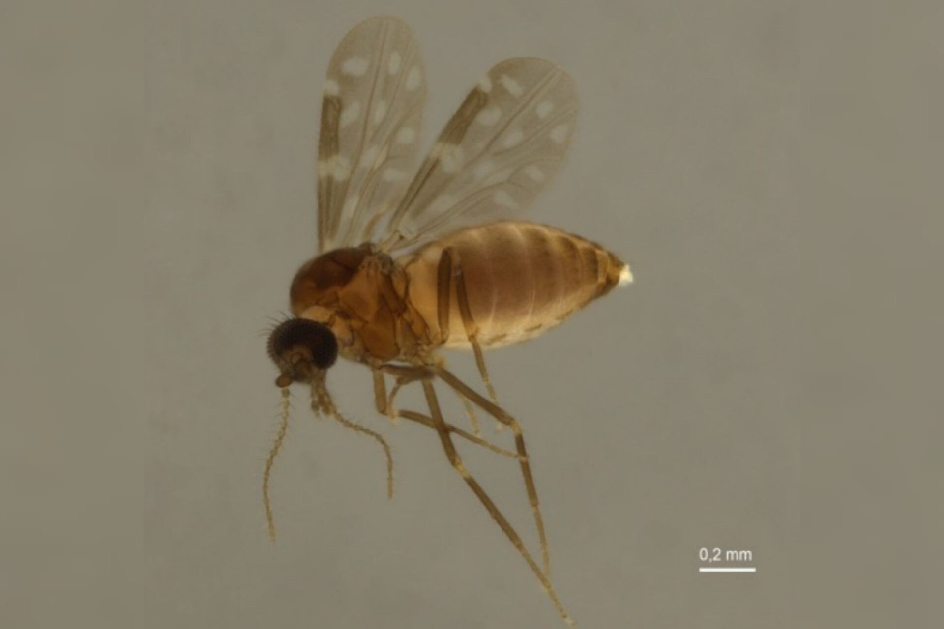 Mosquito