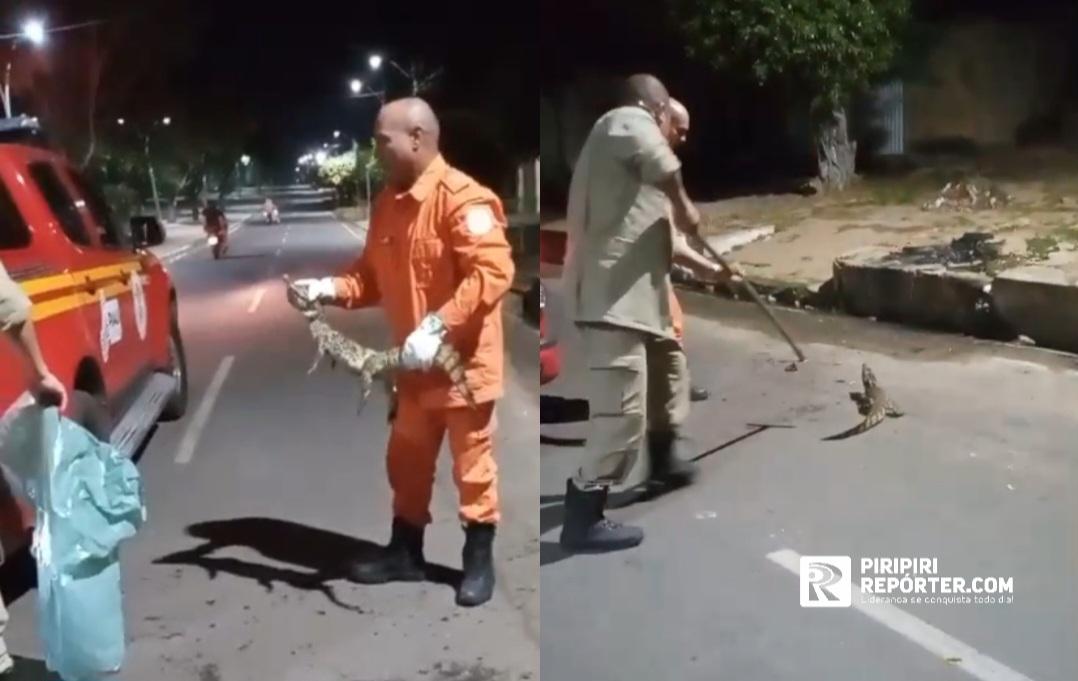 Jacaré é encontrado em avenida de Piripiri