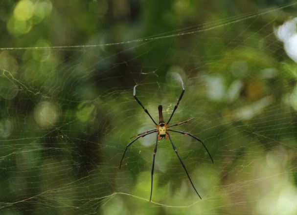 aranha