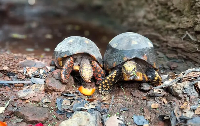 Piauí devolve à natureza 50 animais reabilitados pelo Cetas da Semarh