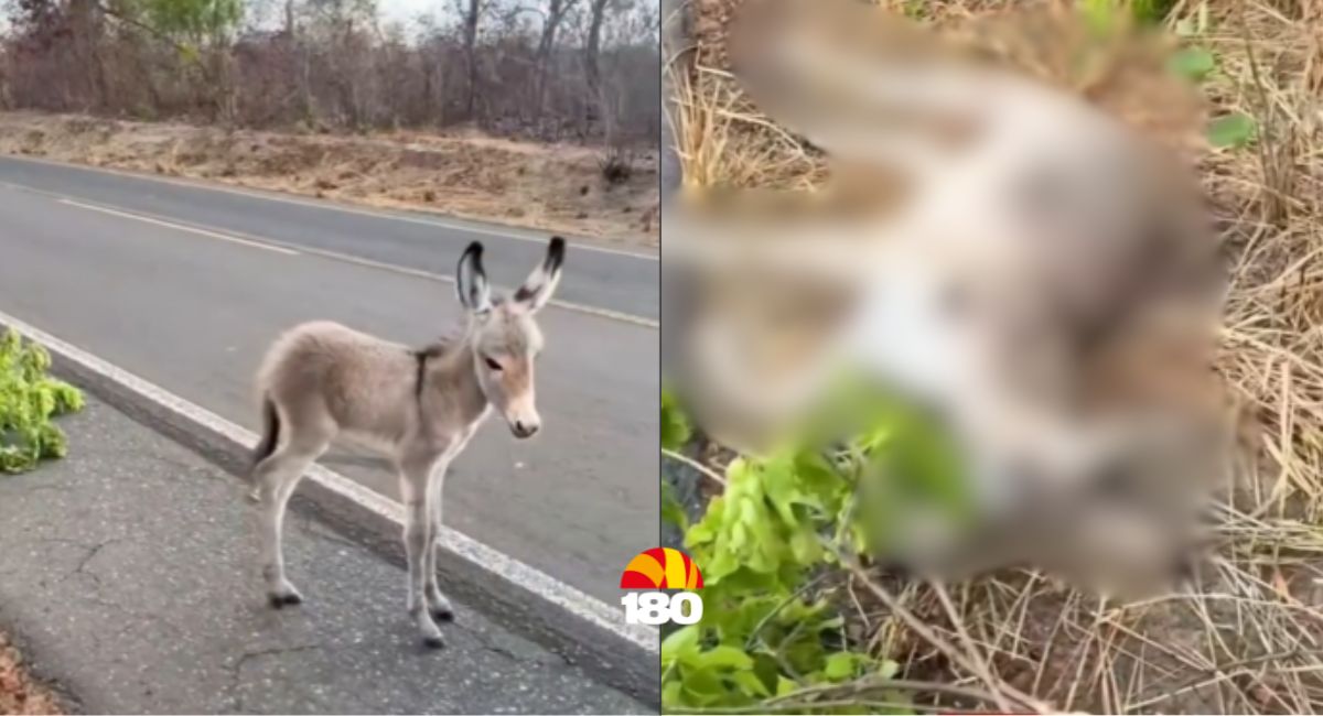 Vídeo: motoristas salvam jumentinho ao lado da mãe morta em estrada no Piauí