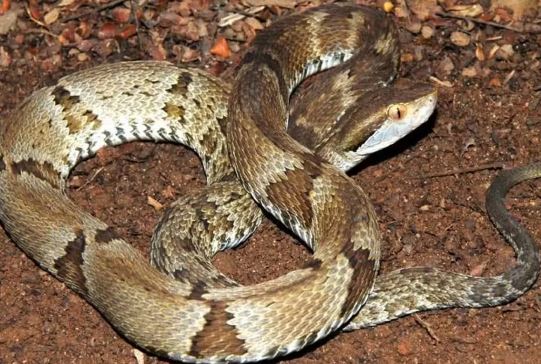 Jovem escapa da morte após ser picado por cobra jararaca em parque