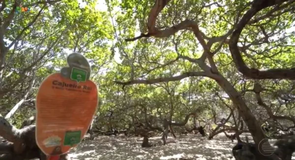 Mirante do Cajueiro rei é inaugurado no litoral do piauí e impulsiona turismo local