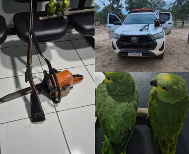 Piauí intensifica ações e reforça combate ao desmatamento ilegal