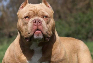 Pitbull