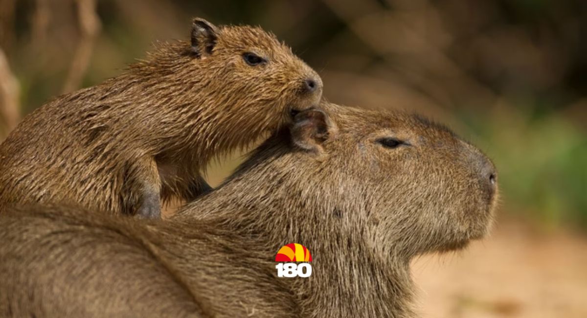 Capivara