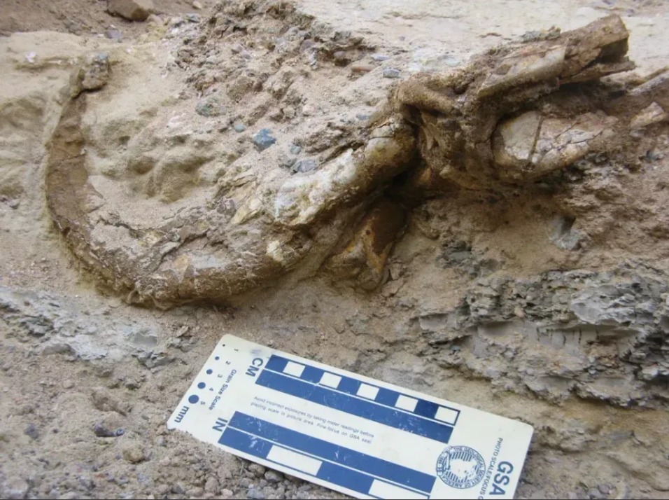 Uma das garras do dinossauro foi desenterrada com sua bainha de queratina ainda preservada