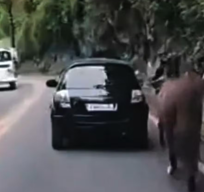 Cavalo é arrastado de um carro amarrado em uma corda