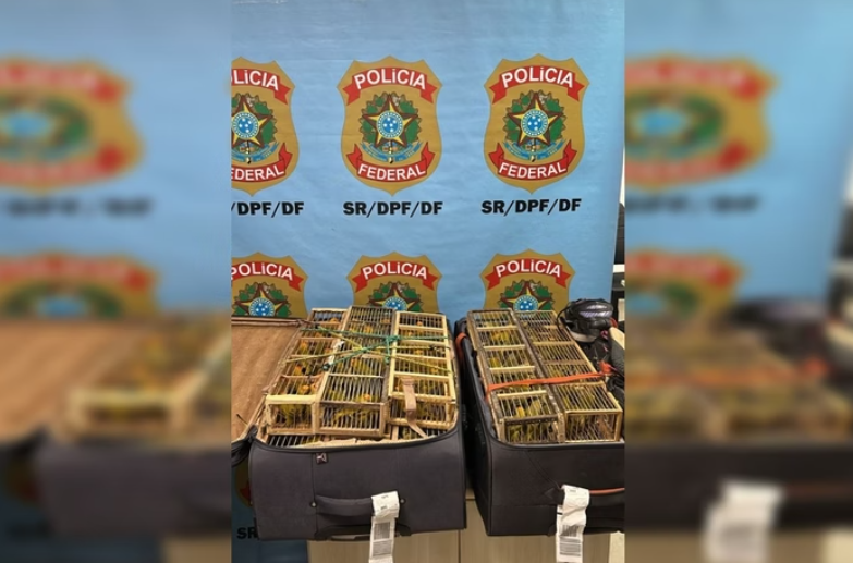 Divulgação/PF