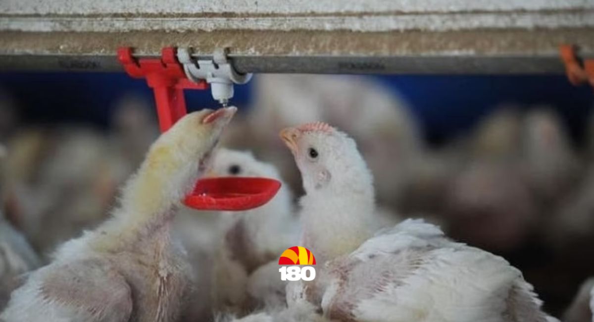 Gripe aviária: Ministério da Agricultura investiga novos focos em cinco estados brasileiros