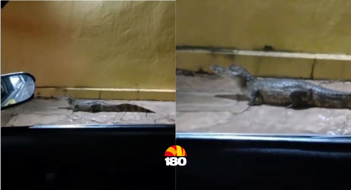Jacaré de 1 metro é flagrado andando em calçada no interior do Piauí