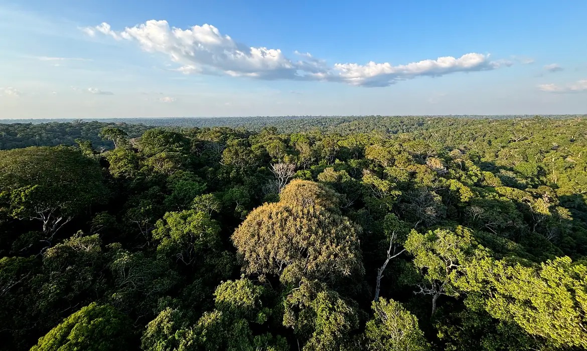 Meio Ambiente, mata, floresta, paisagem