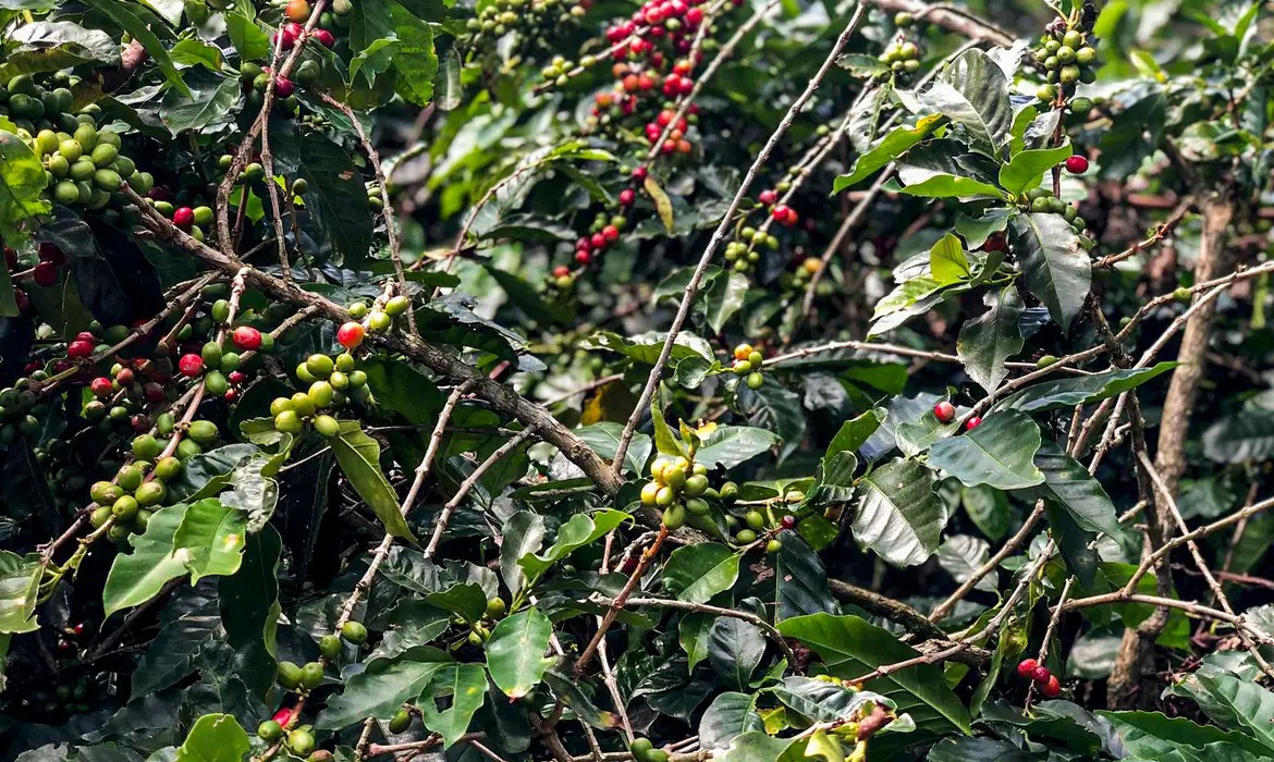 Safra de café; plantação; sacas