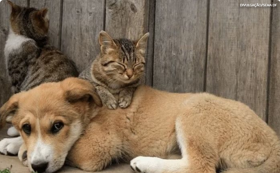 Animais