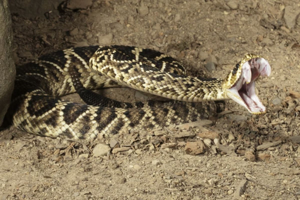 Cobras mais perigosas do mundo: conheça as espécies com venenos letais