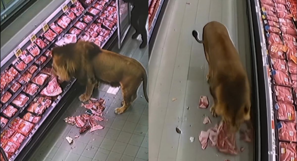 Leão faminto invade mercado e devora carnes em ação inusitada