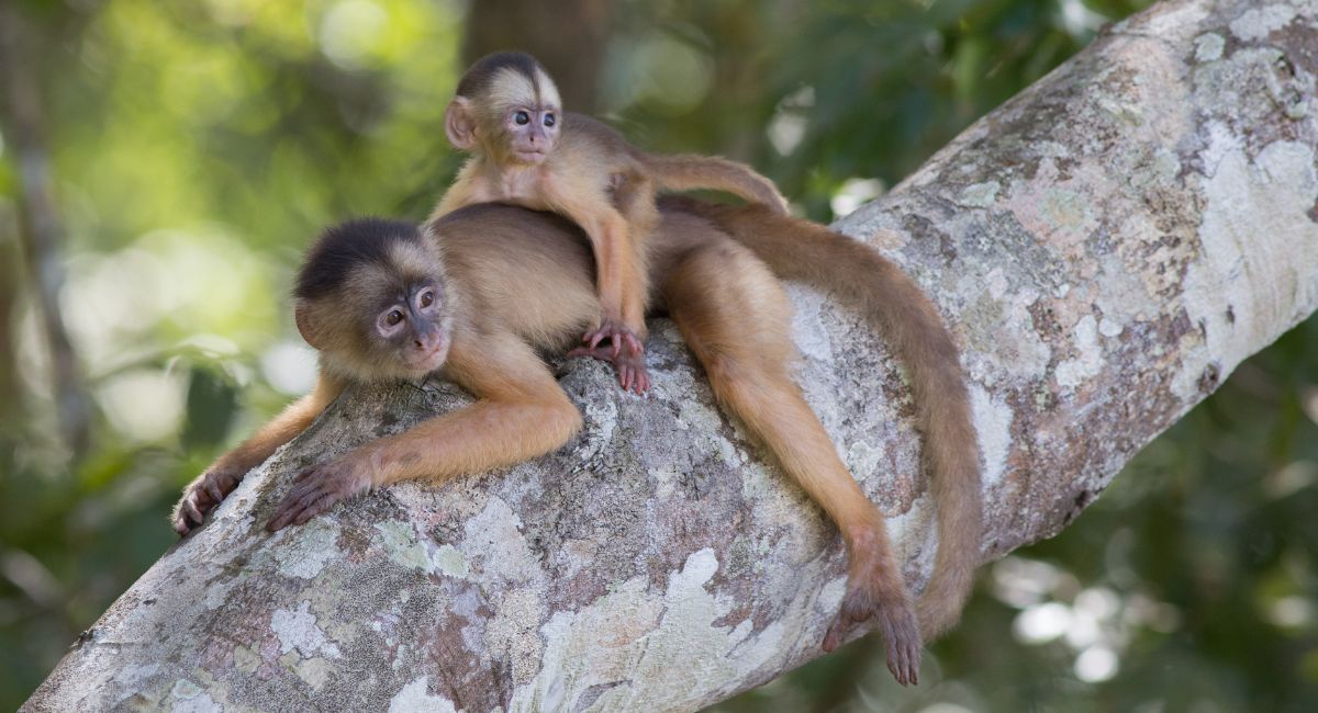 Macaco caiarara