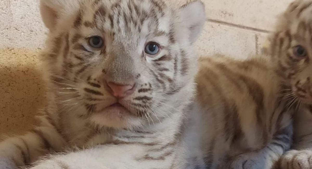 Nascimento de filhotes de tigre branco em São Paulo encanta visitantes do Animália Park