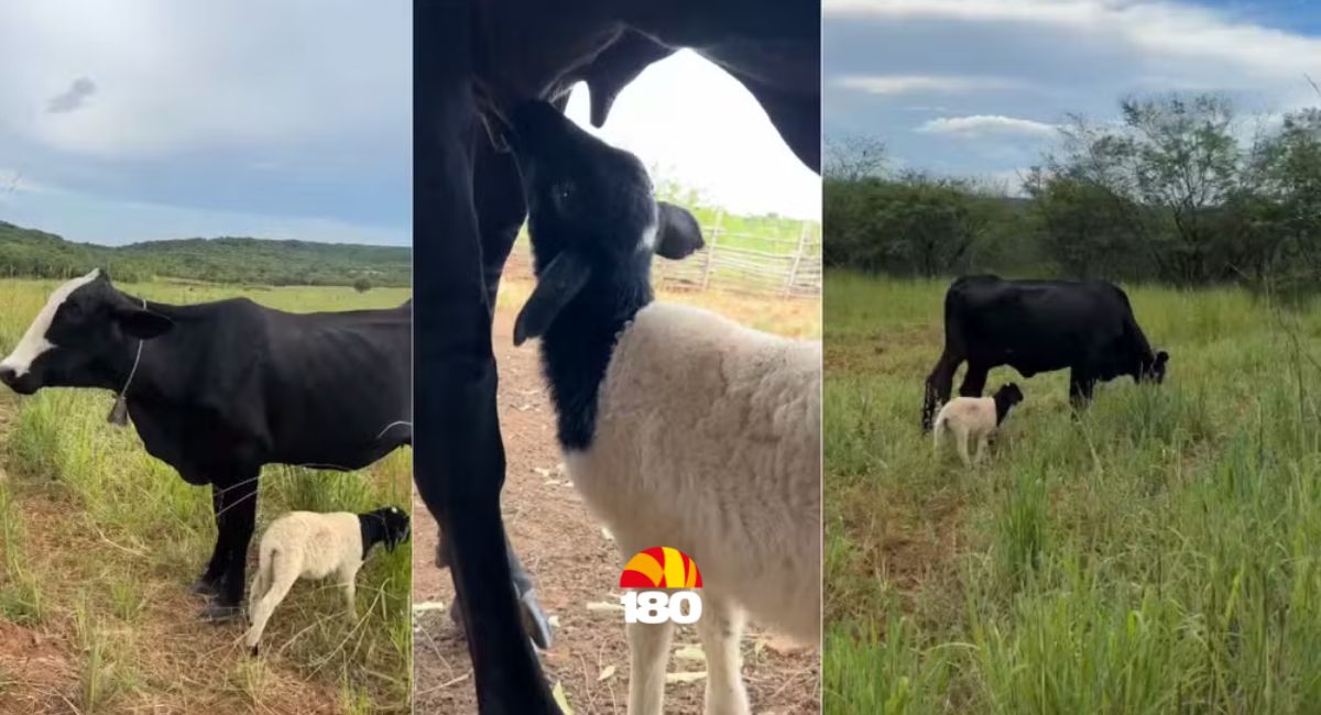 Vaca adota e amamenta cordeiro órfão no norte do Piauí
