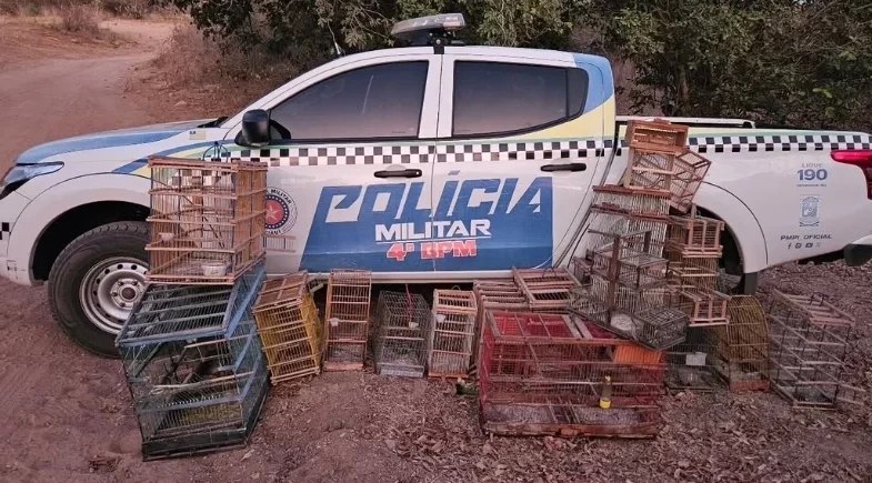 Polícia resgata 16 aves silvestres e autua responsável em Pio IX, Piauí