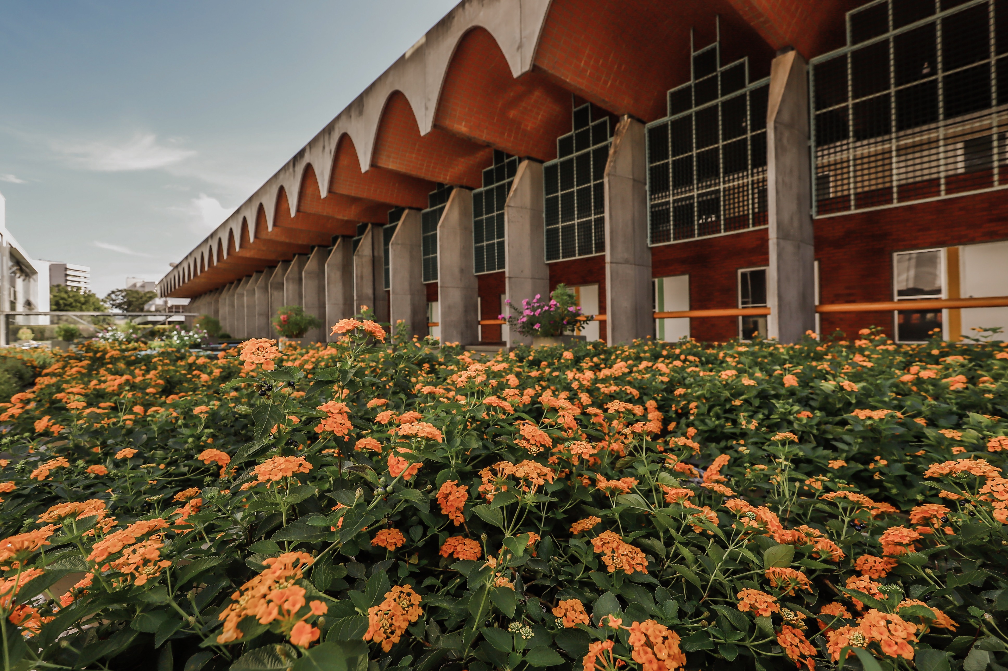Sede da Assembleia Legislativa do Piauí, parte das flores amarelas, vista da Alepi
