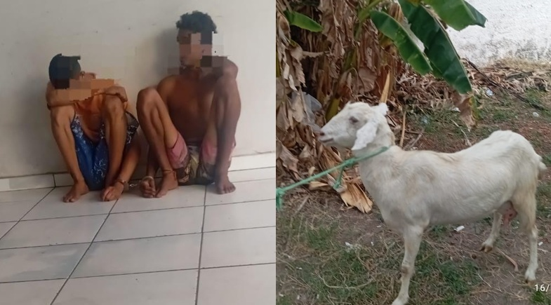 Furto de animais termina com três presos após perseguição em José de Freitas