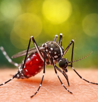 Mosquito da dengue