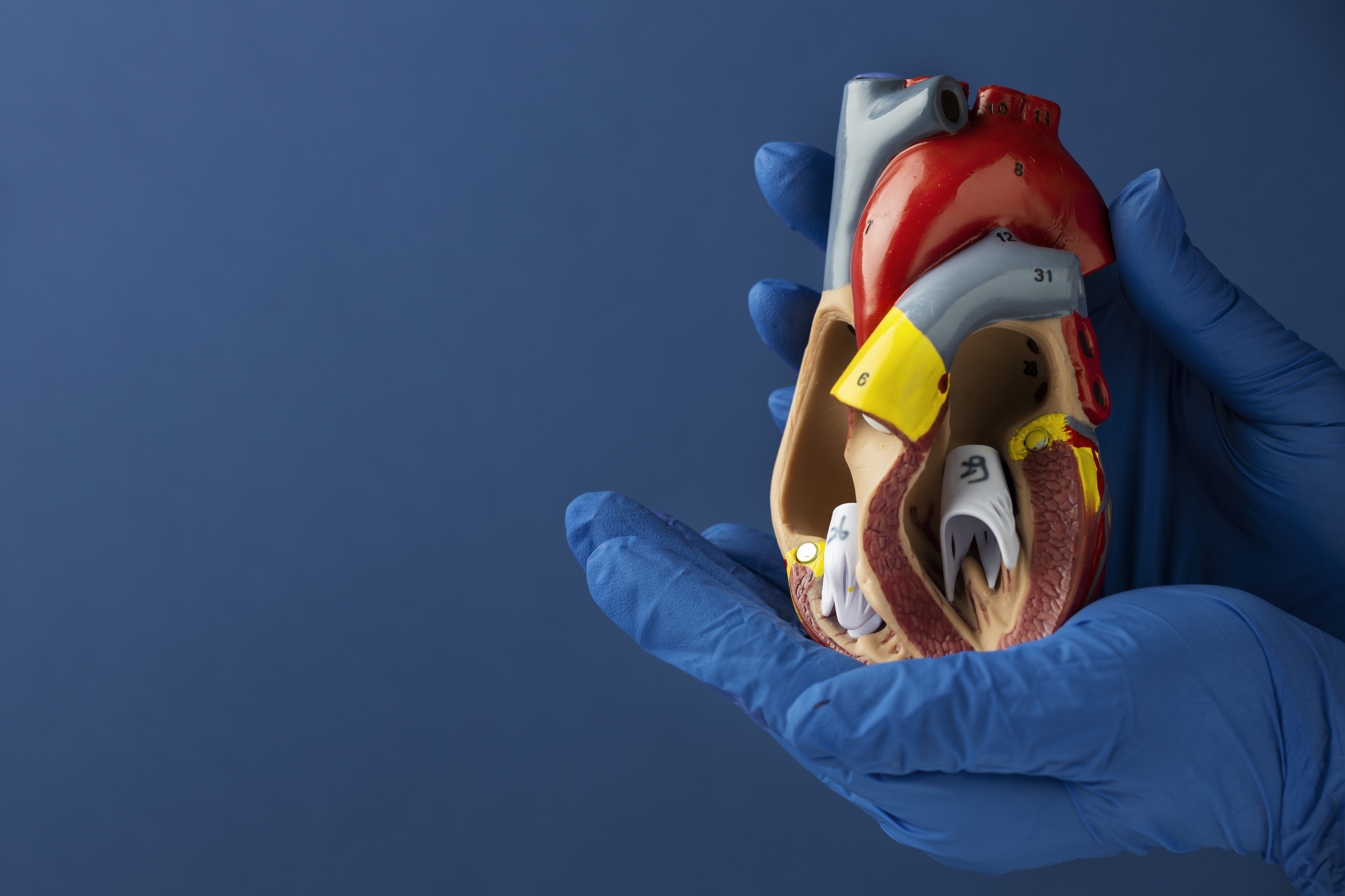A cada 72 segundos, uma pessoa morre por doença cardiovascular no país, coração, ilustração