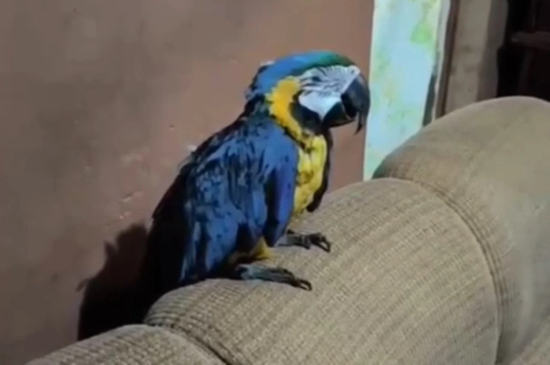 Arara