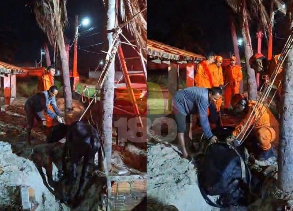 Bombeiros resgatam vaca que caiu em fossa com mais de dois metros no litoral do Piauí
