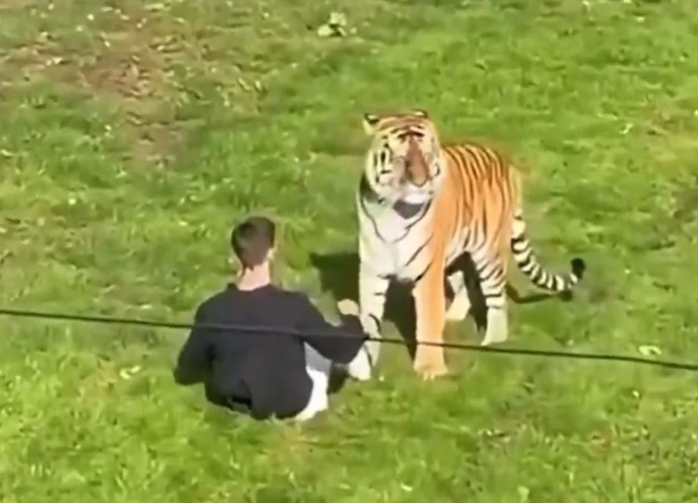 Homem morre após invadir recinto de tigres em zoológico da Inglaterra